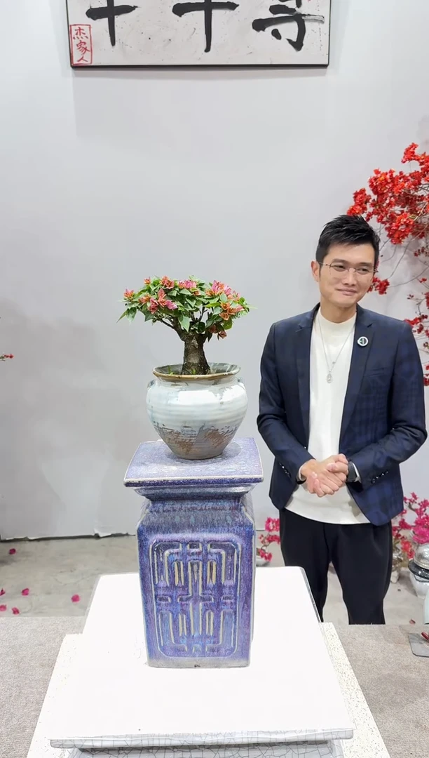 完全开放塔橙三角梅