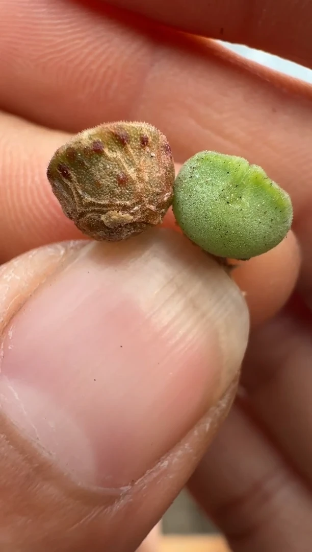 【闪购商品】15-8空蝉一颗