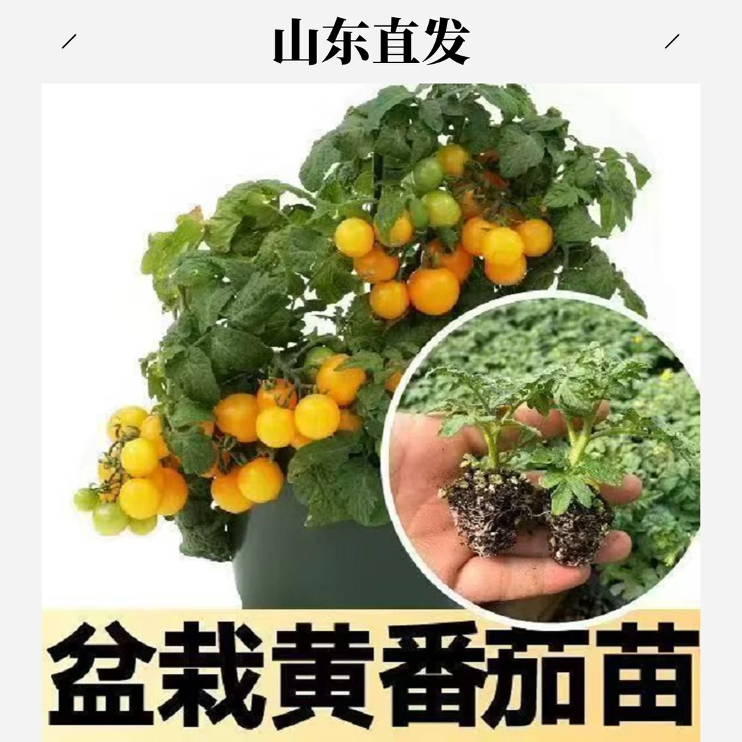 矮生黄圣女番茄苗【穴盘精品】