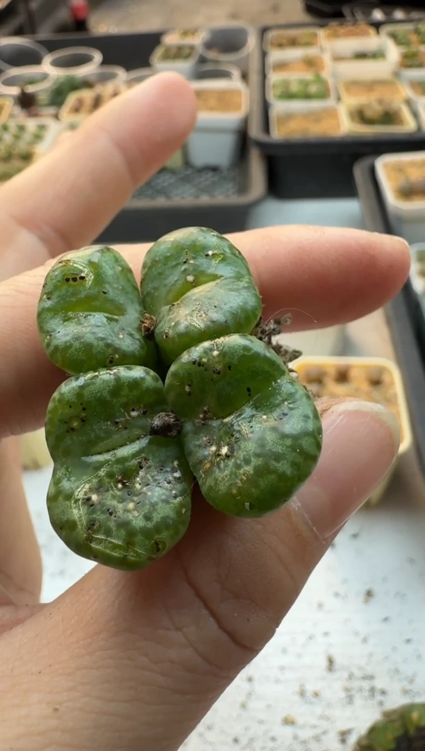 【闪购商品】17-376