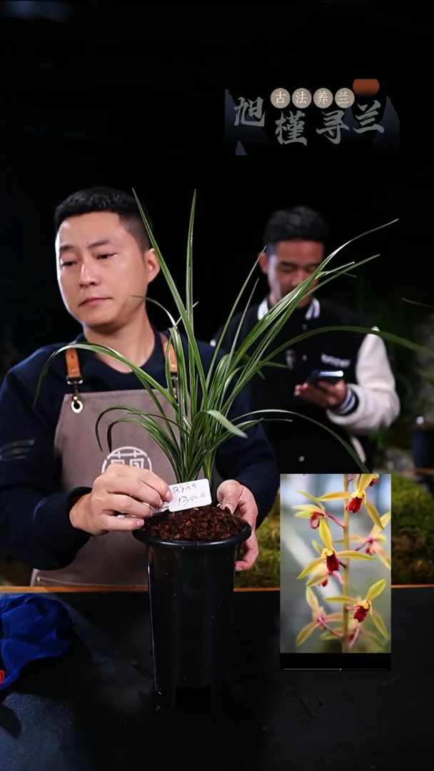 完全开放打****宇蕙兰-君红素（4壮苗）内部价