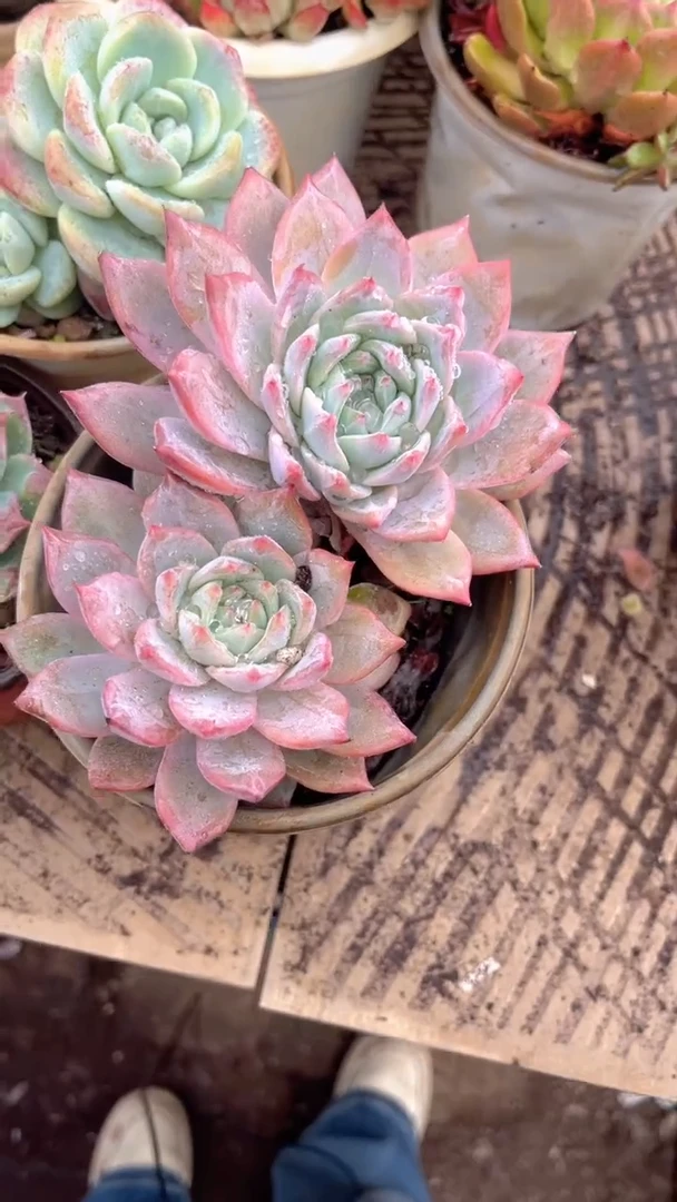 h**e跃跃精品多肉24033