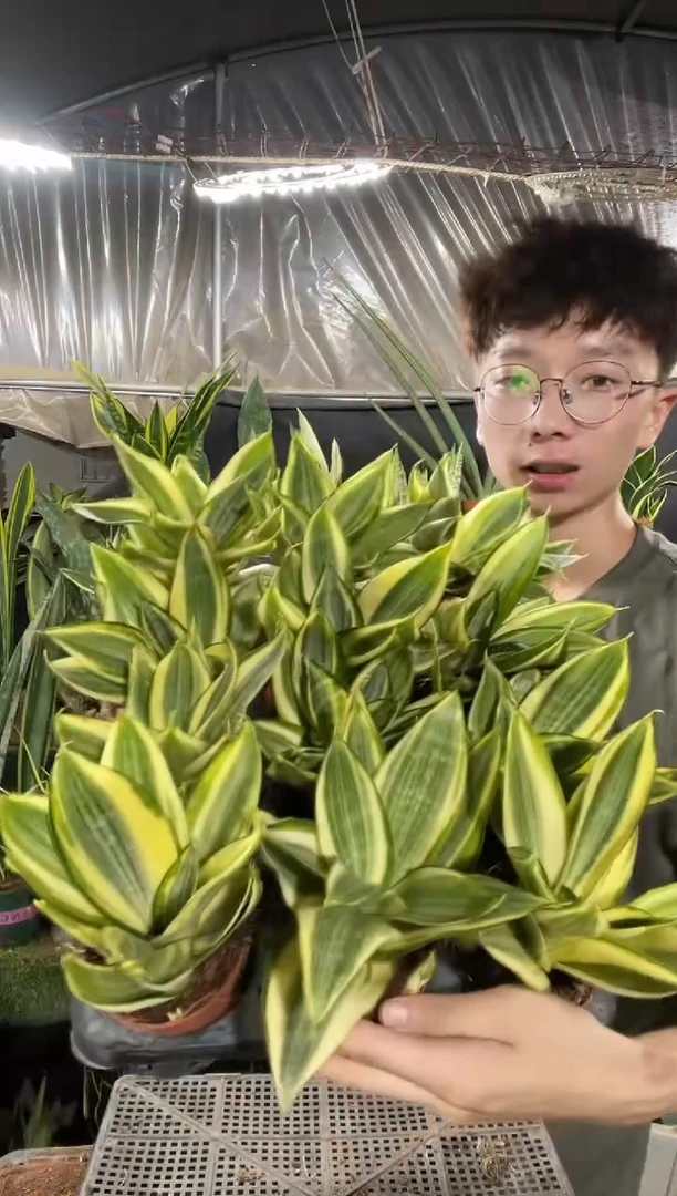 哈尼虎皮兰带盆土8.8