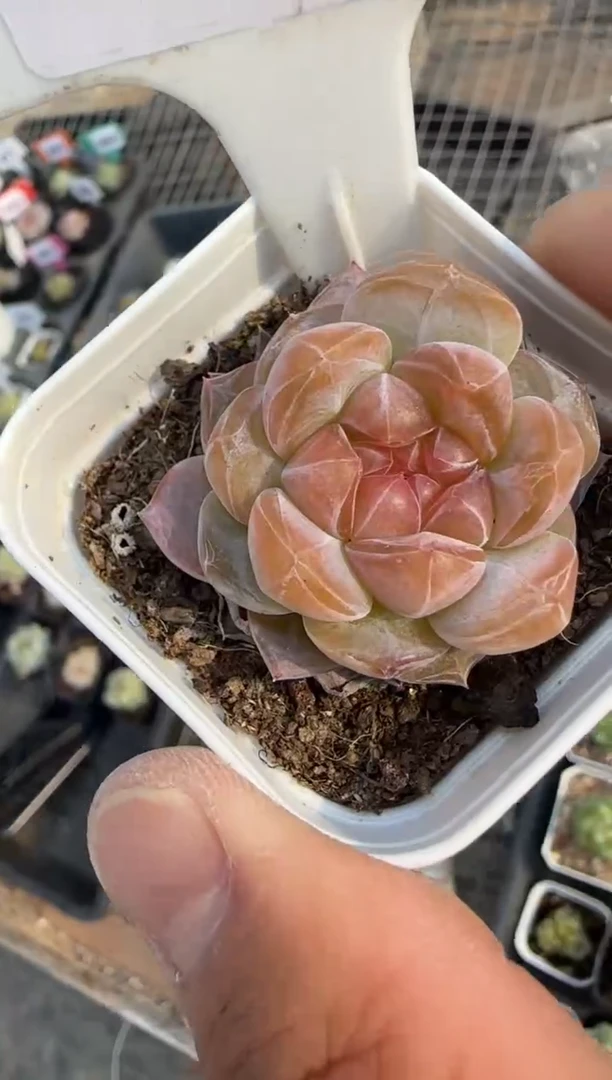 多肉植物一物一拍0511—481