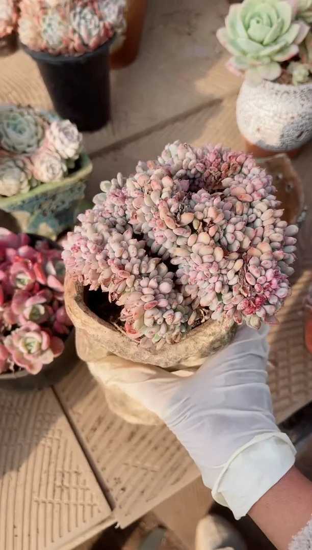 【闪购商品】15210