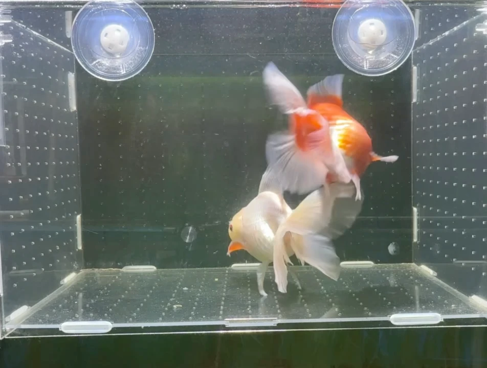 龙睛金鱼兰寿泰狮观赏鱼