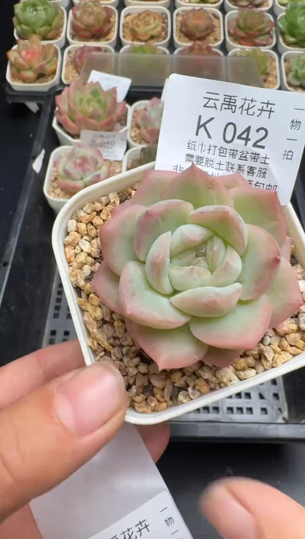 042K云禹多肉植物 带盆土纸巾打包 当天拍3颗包邮