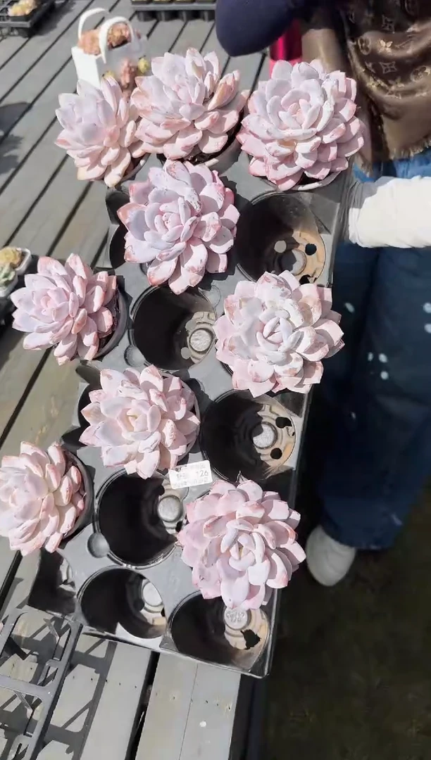 东云多肉园新款-126（其中一棵）