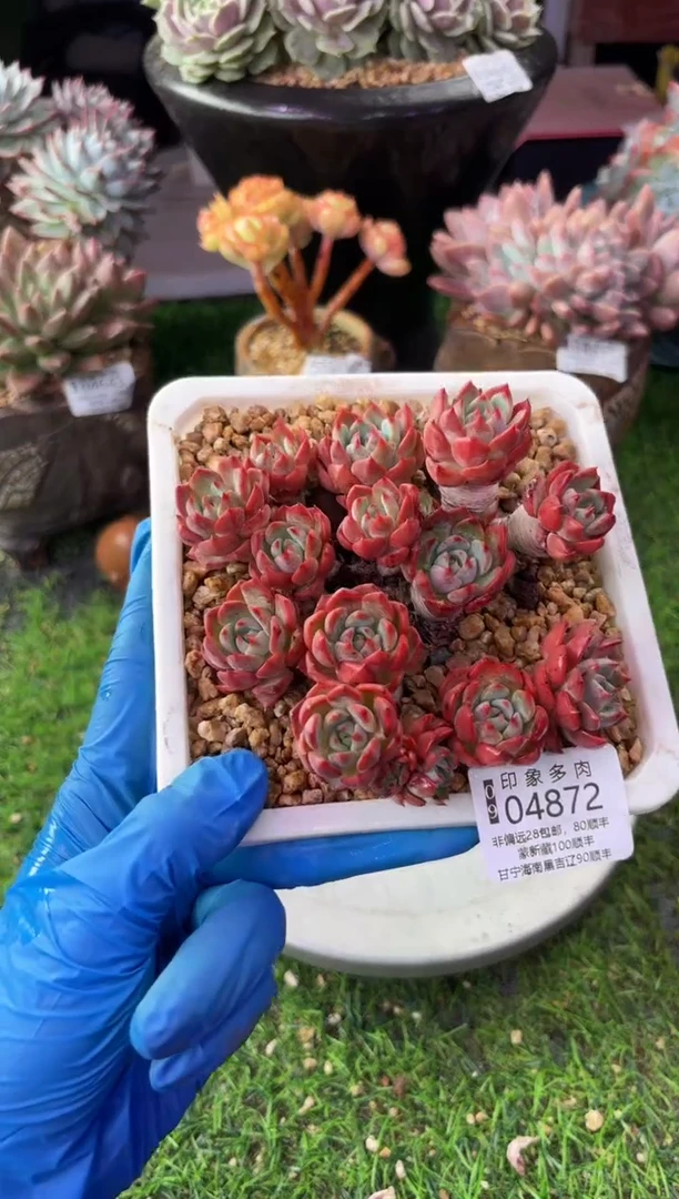 昆明印象多肉04872
