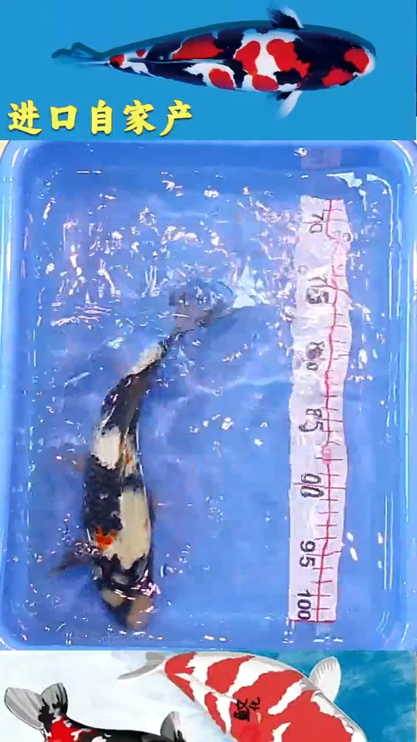 锦鲤2025/12/23悦鲤阁甄选锦鲤--26