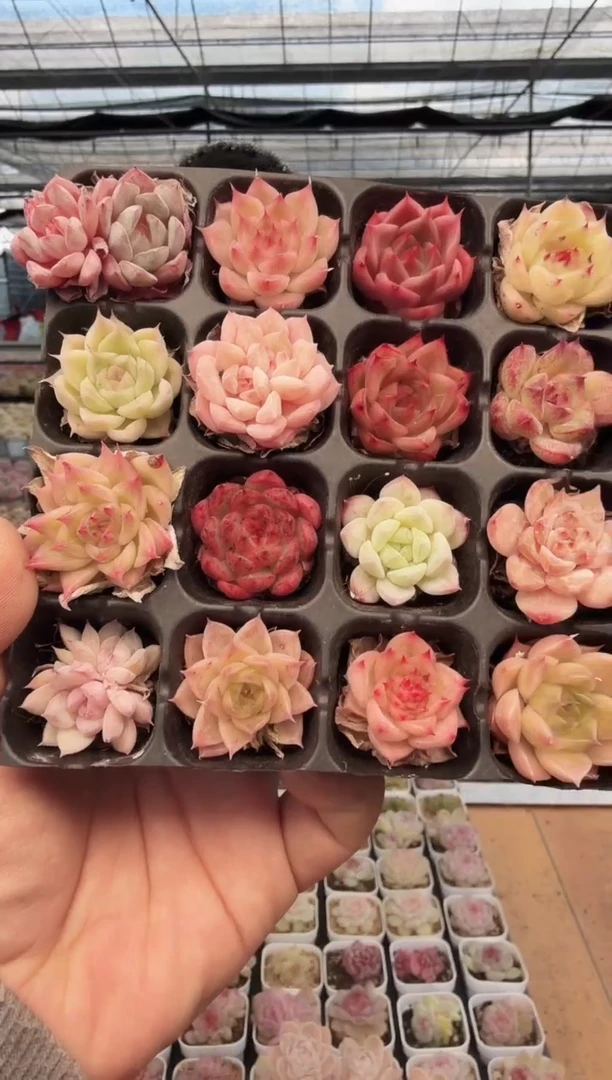 东云多肉园新款-237