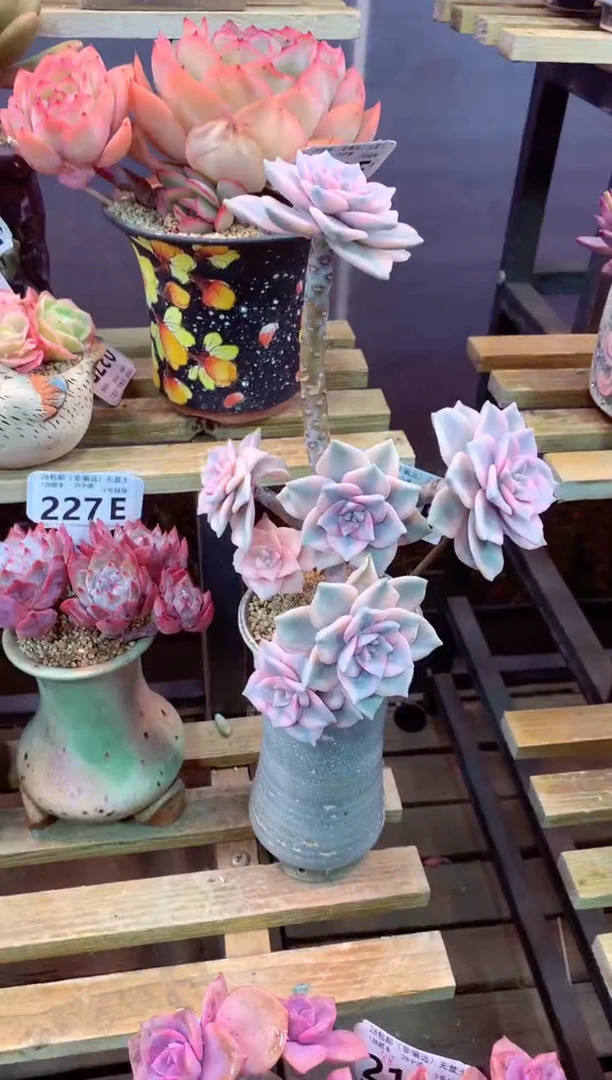 228E（一物一拍，精品多肉，w所见即所得