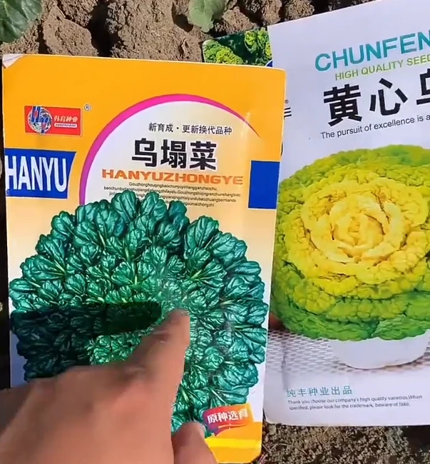 金满地心乌乌绿塌菜种子黄心乌塌菜农田蔬菜纤维少菊花心