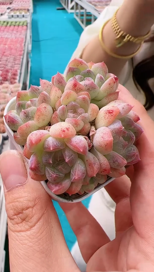 蜡像群一颗