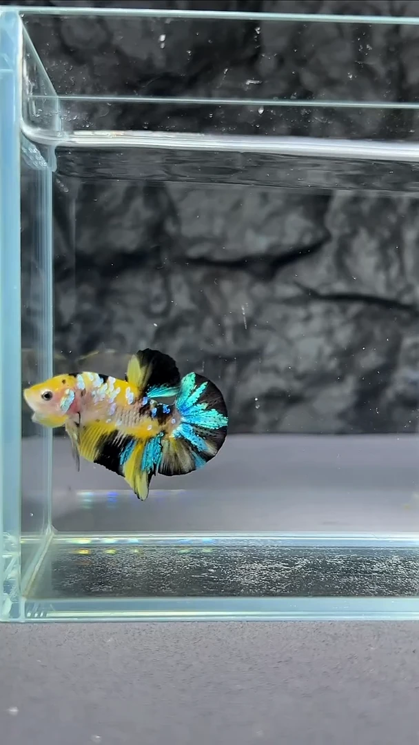 斗鱼竞拍链接074