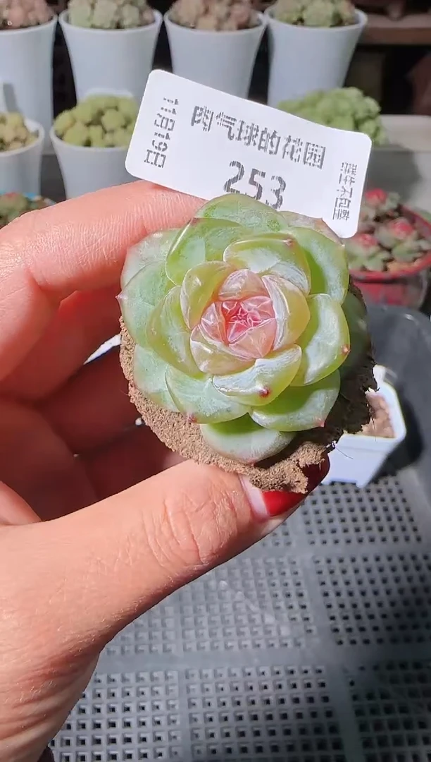 1119-253无土糖心麦秆群生不包整