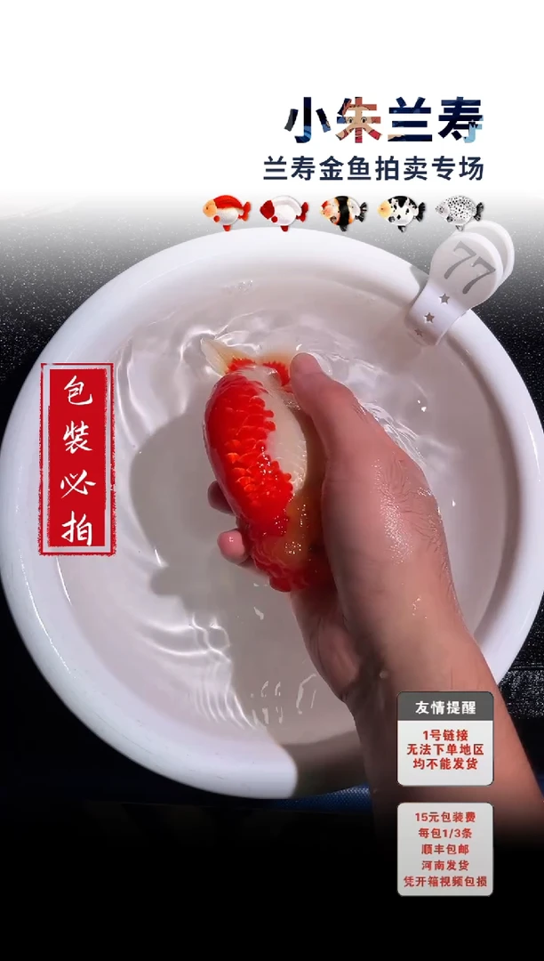 金鱼包装必拍未拍顺丰到付77号
