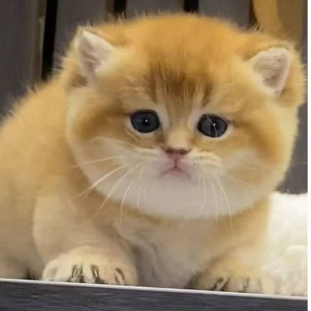 【魏家潮宠】高端猫咪活体链接宠物小型