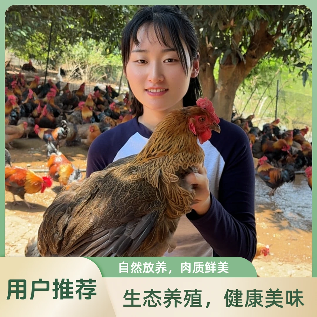 云南跑山鸡 净重6斤装 原生态散养土鸡 生态鸡 顺丰冷链急冻发货