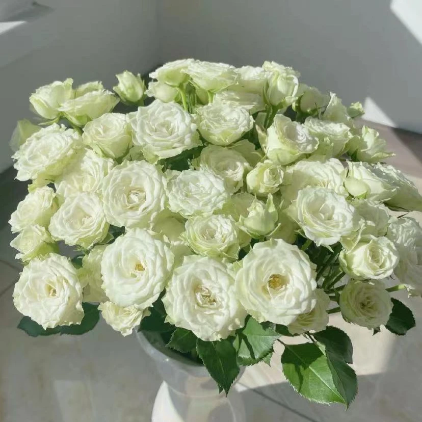 鲜花【繁星】同地址两单以上顺丰包邮送货上门+送配草1扎