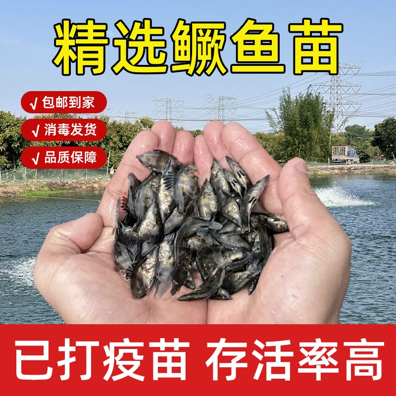 鳜鱼苗桂鱼苗桂花鱼苗大眼翘嘴班鳜肉食活体淡水养殖观赏鱼季花鱼