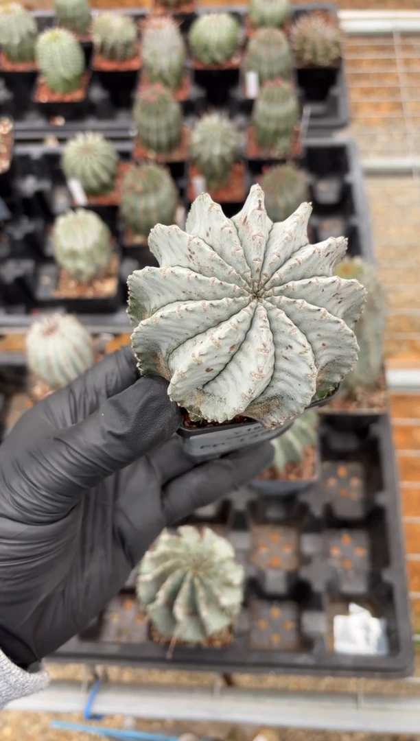 魁伟玉大戟FD-1365