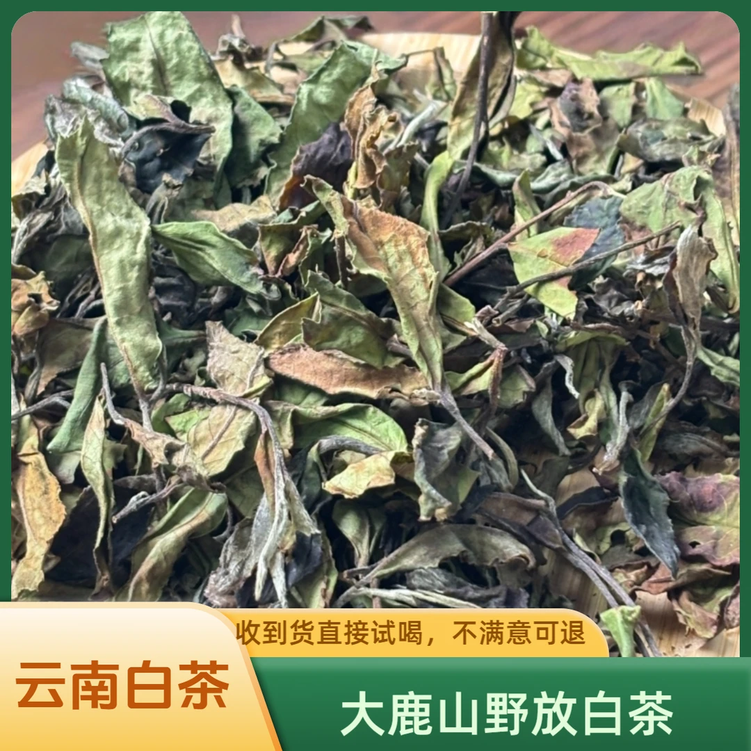 【云南白茶】2025年大鹿山野放白茶