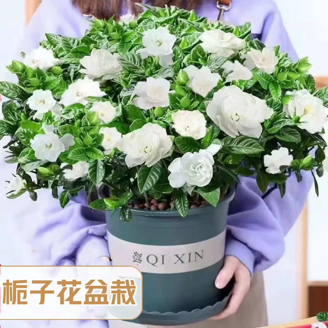大叶栀子花盆栽浓香型开花芳香幼苗花卉办公室阳台庭院花卉绿植物