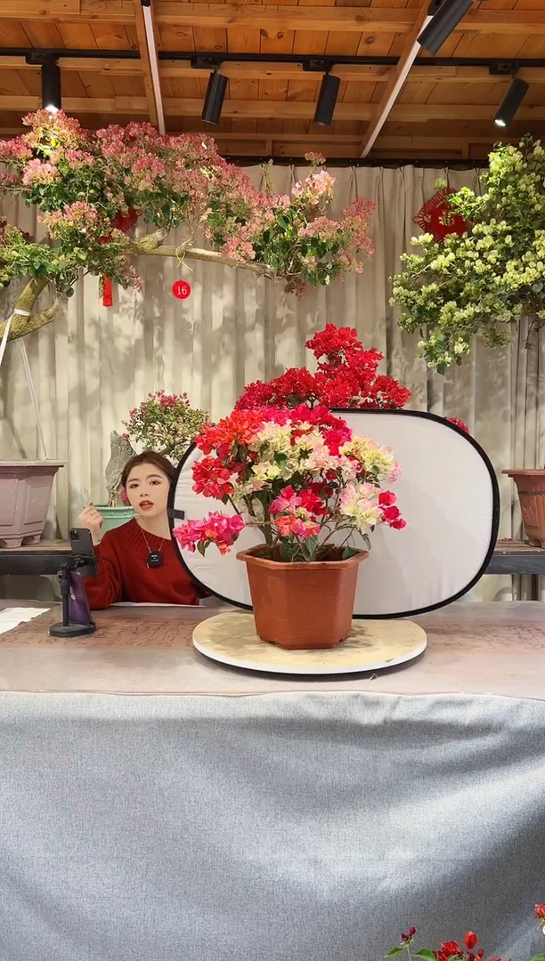 【闪购商品】盆景三色