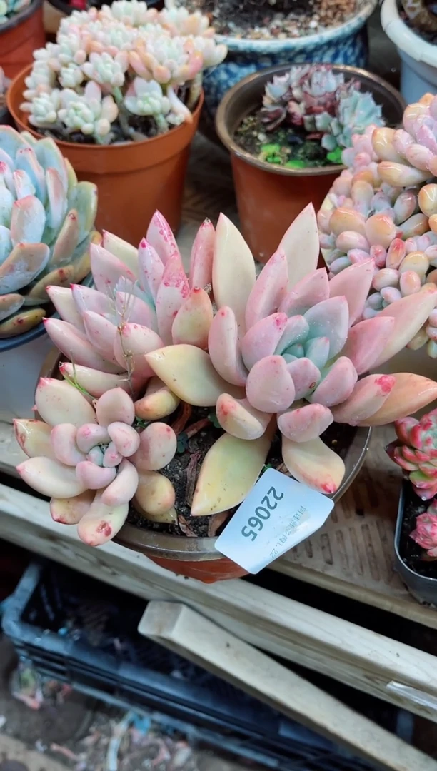 【闪购商品】22065