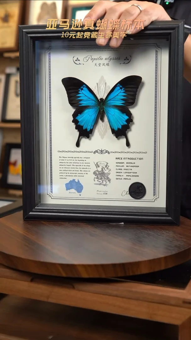 天堂凤蝶虫逢艺术款10寸