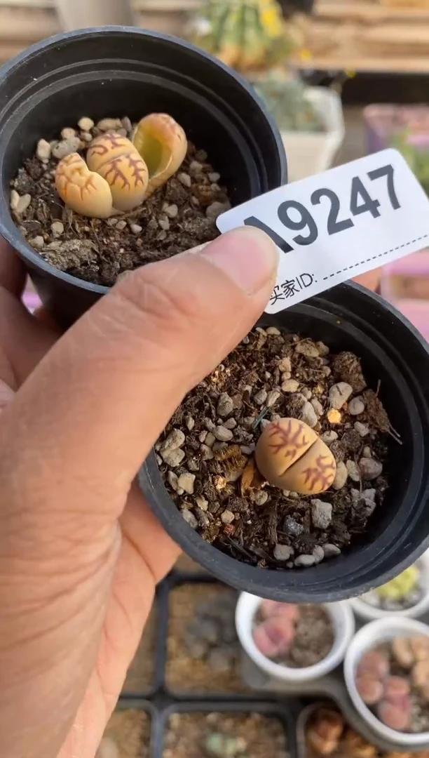 【闪购商品】9247直播一物一拍