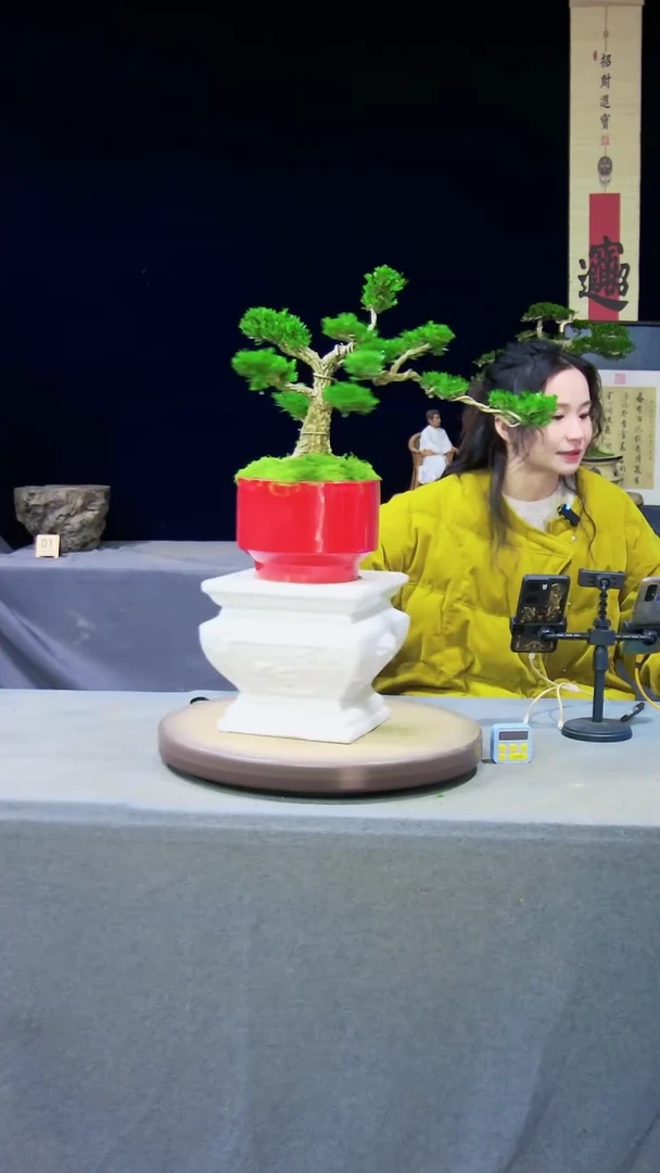 【闪购商品】黄杨盆景黄杨盆景