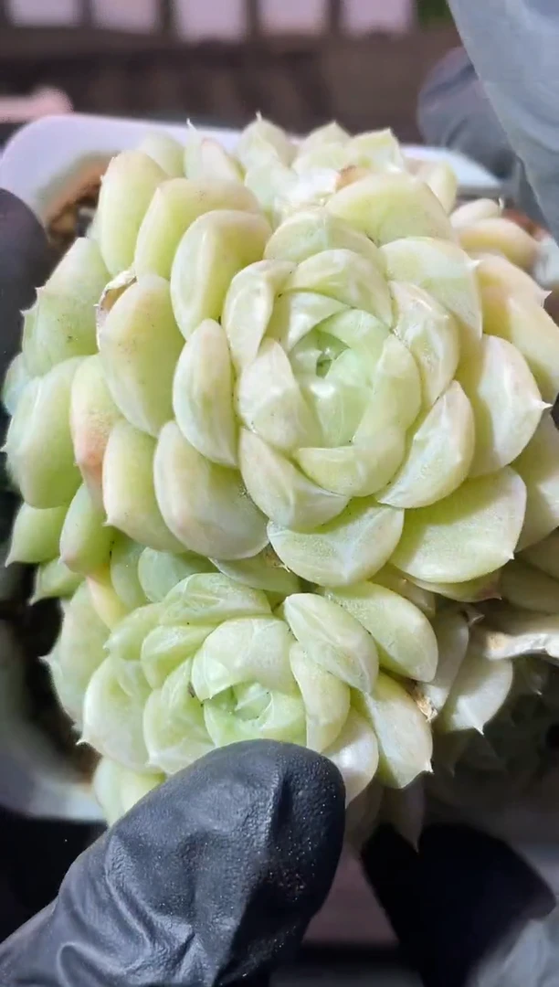 33-87 BF超麦群7-9厘米不包整散量拍发一颗