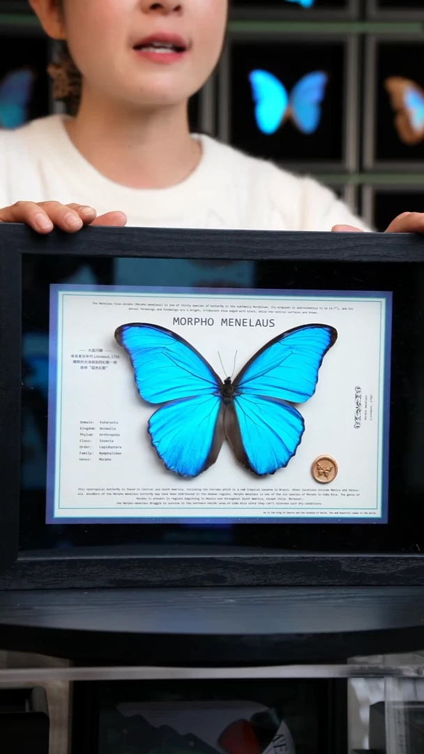 大蓝闪蝶新版本A4横版（带证书）