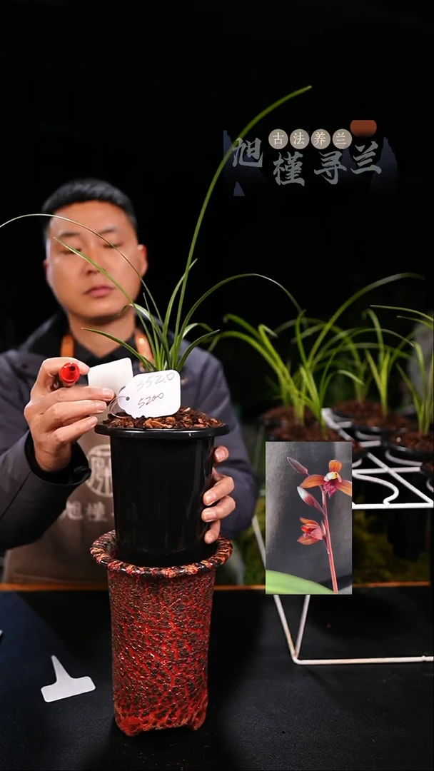 当前无花栽培后可以开花辉*蕙兰传奇（子母两苗）