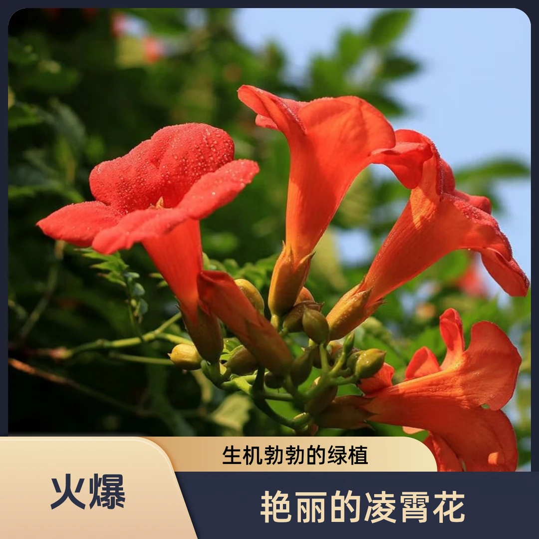 【北方凌霄2棵装】盆栽地栽室外观花爬藤植物耐寒耐热适合庭院阳台