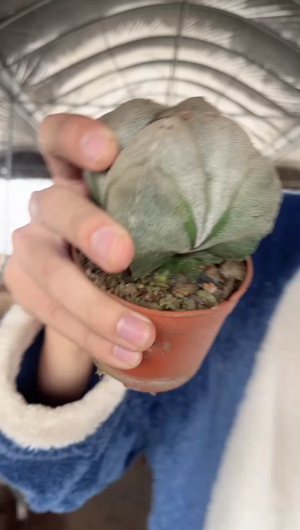 【闪购商品】四角 鸾凤玉