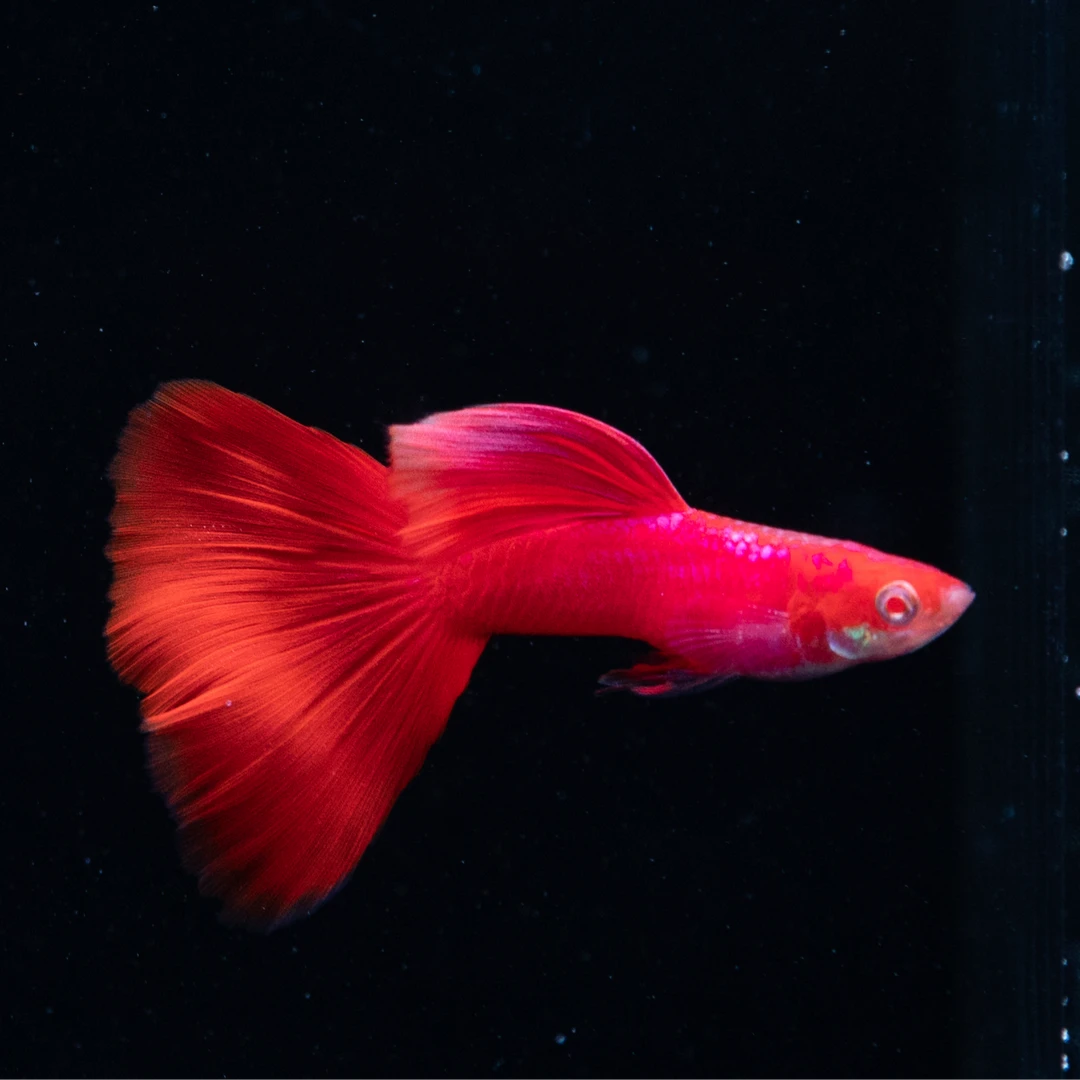 孔雀鱼全红白子2对