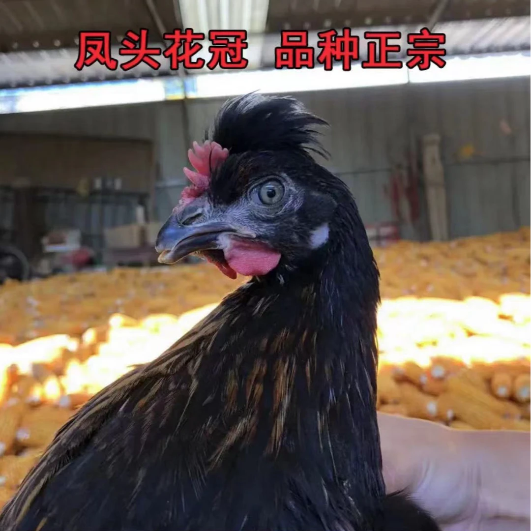 【1.2斤重】京粉八号新阳黑蛋鸡宠物观赏鸡/顺丰快递