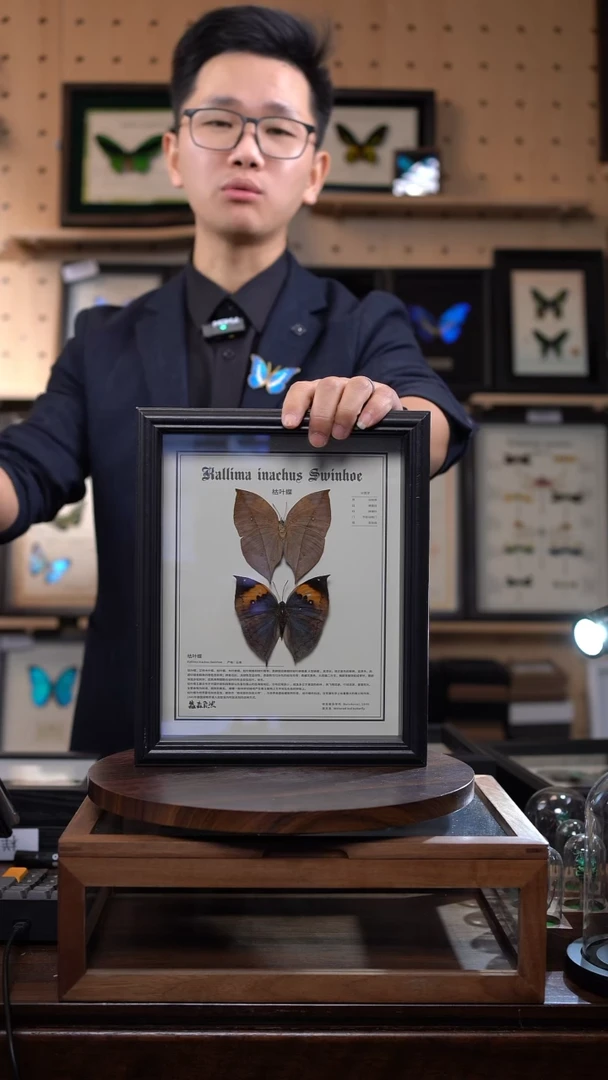 枯叶蝶正反两只中文版10寸欧式框