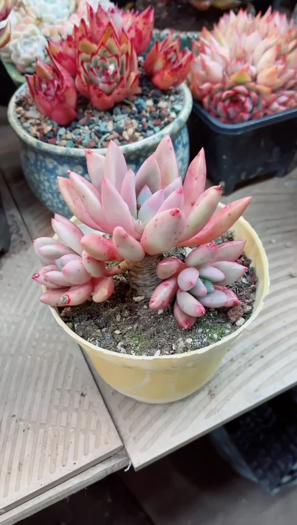 【闪购商品】15009