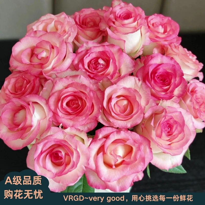 A级艾莎玫瑰鲜花居家庭插花送亲友VRGD瑧选品质顺丰包邮