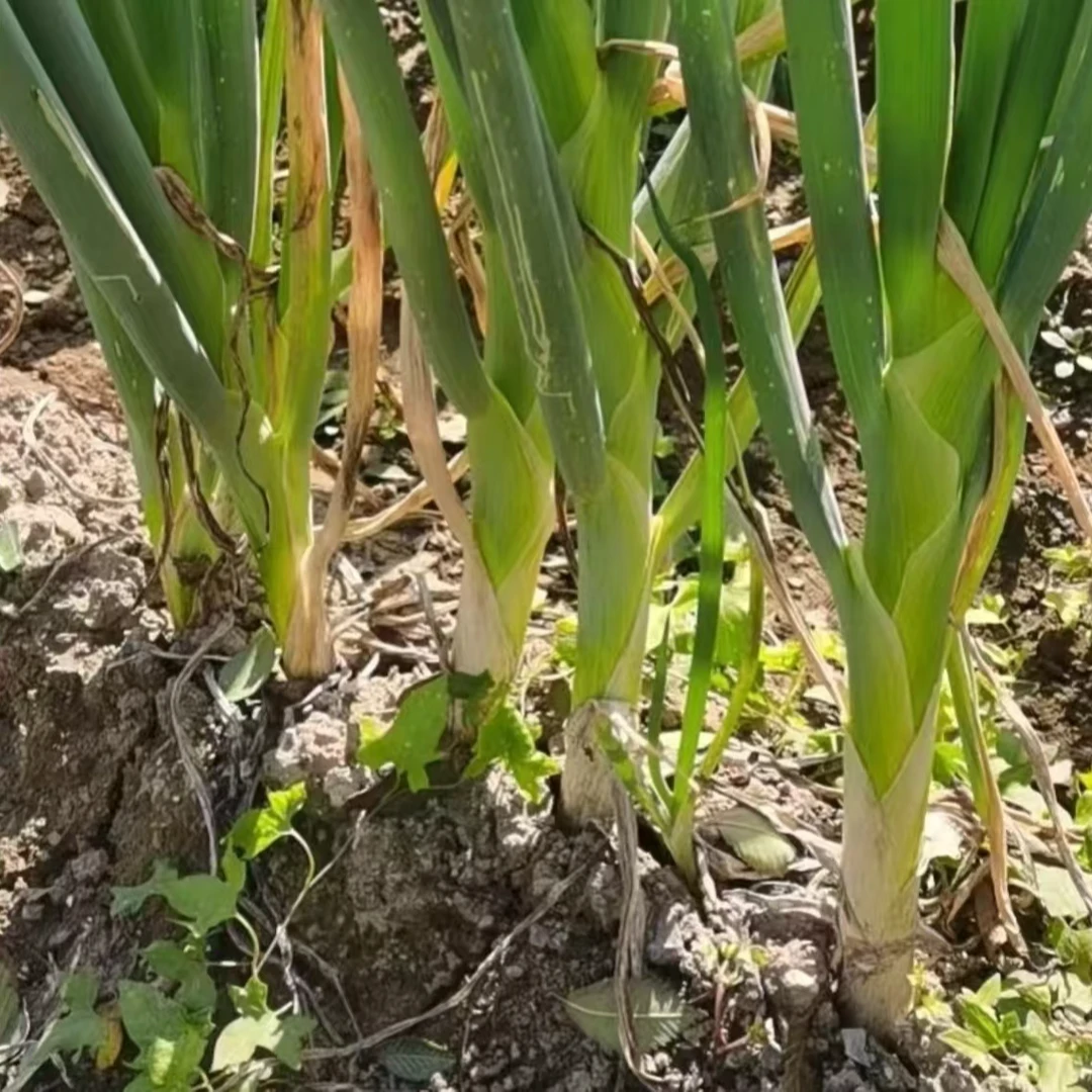 羊角葱5/8斤产地天津顺丰包邮