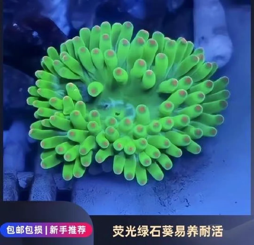 海缸新手必备葵绿葵 新手葵易养耐养观赏葵