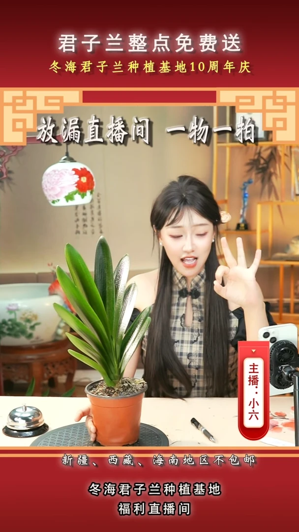 当前无花朵，栽培后可花朵玉君子兰