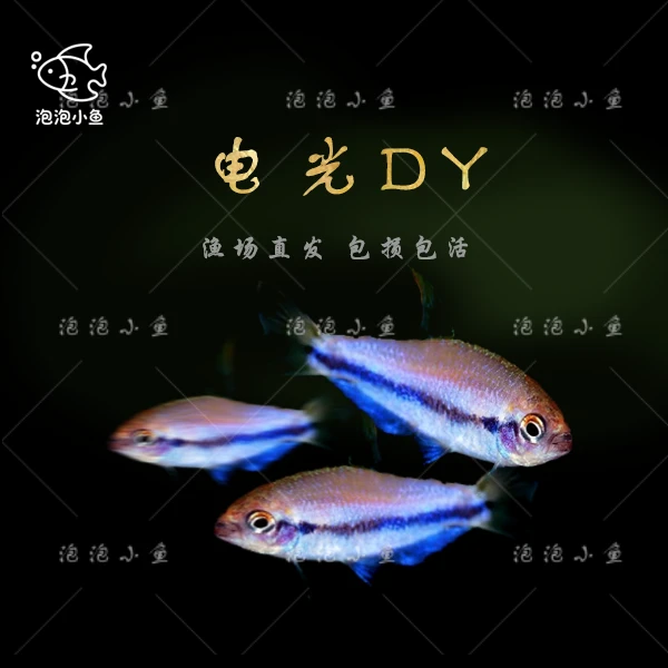 小型南美稀有高端电光DY灯鱼草缸群游灯科鱼活体