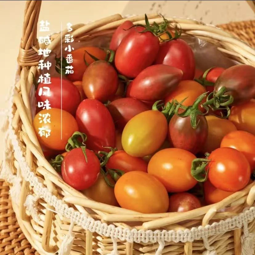 紫弹头小番茄青甜2号小番茄迷你圣女果新鲜西红柿新鲜铁皮西红柿