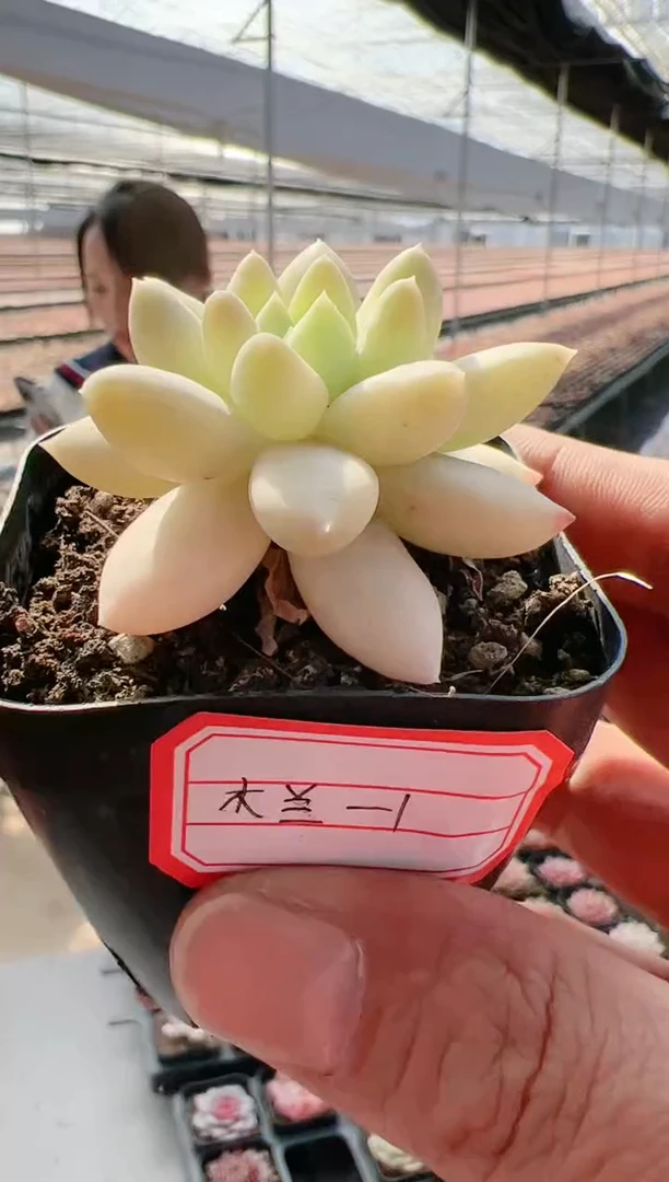 【闪购商品】木兰-1