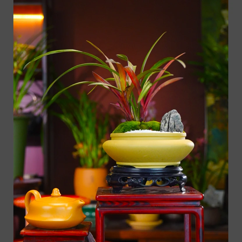 建兰名品山水造景[红草红荷]室内客厅盆景盆栽阳台好养绿植花卉